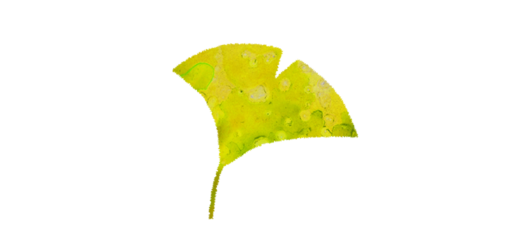 銀杏の葉のイラスト